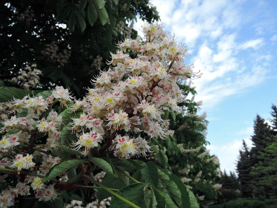 Каштан конский ЗКС