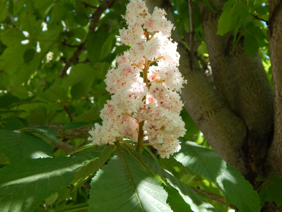 Каштан дерево