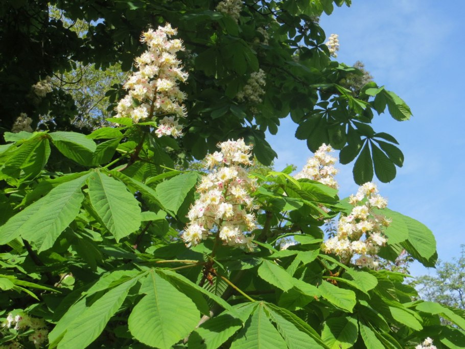 Конский каштан