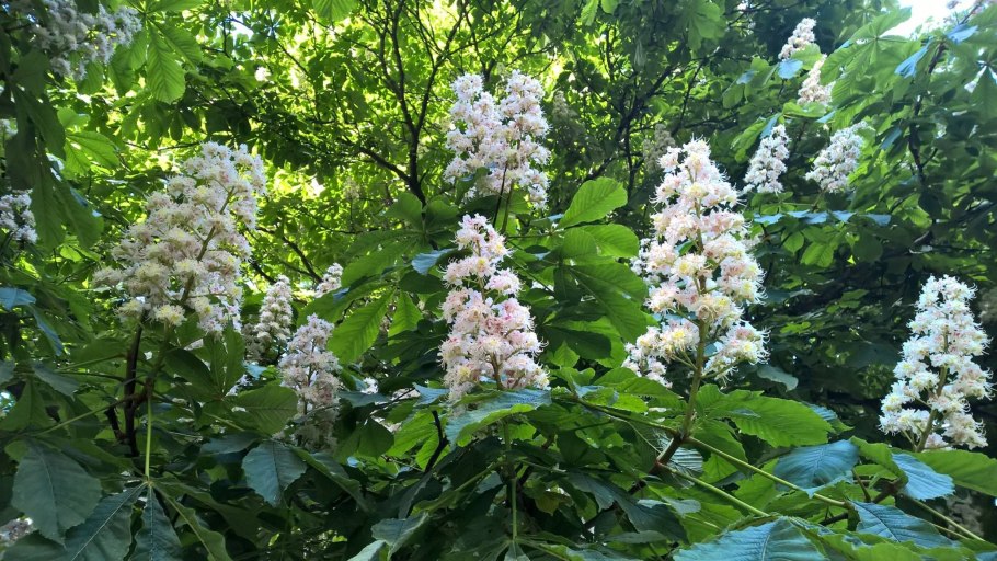 "И снова каштаны цветут " Туренская