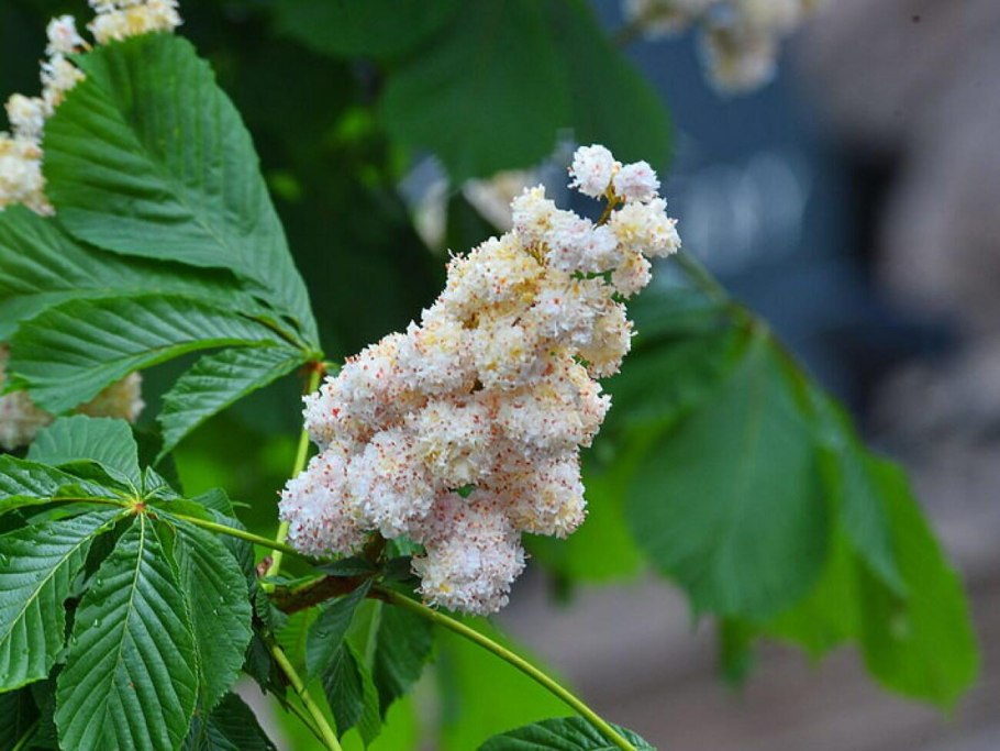 Каштан конский соцветие