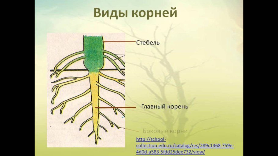 Строение корня придаточные корни