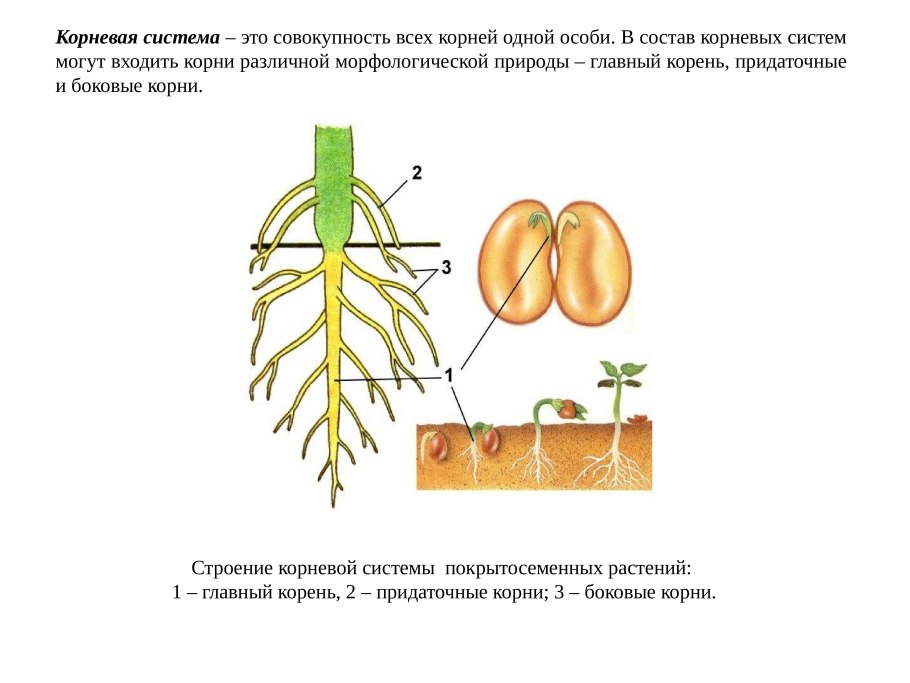 Типы корневых систем