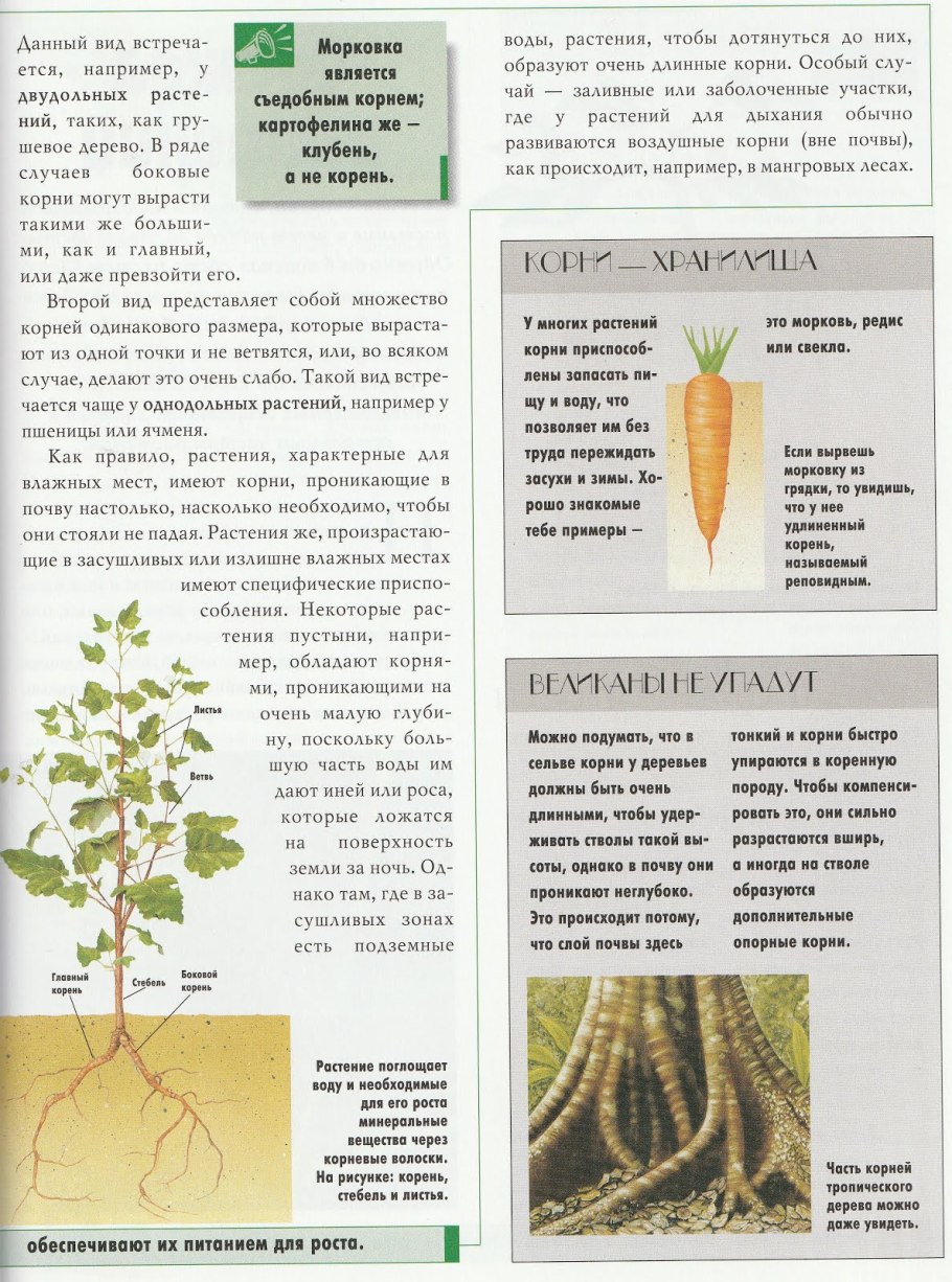 Корни водных растений