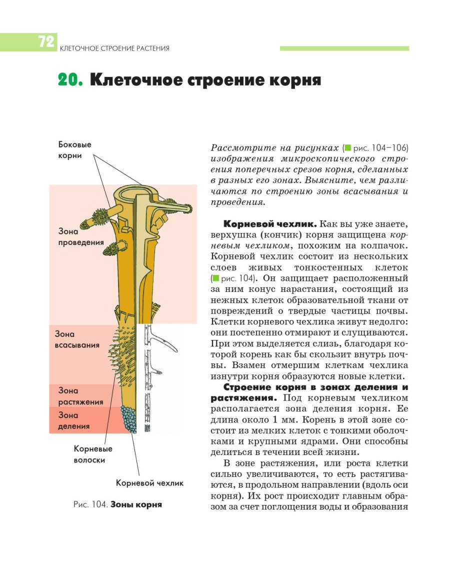 Поверхностные корни