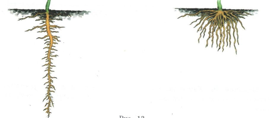 Стержневой корень