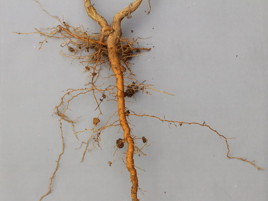 Строение корневой системы фасоли