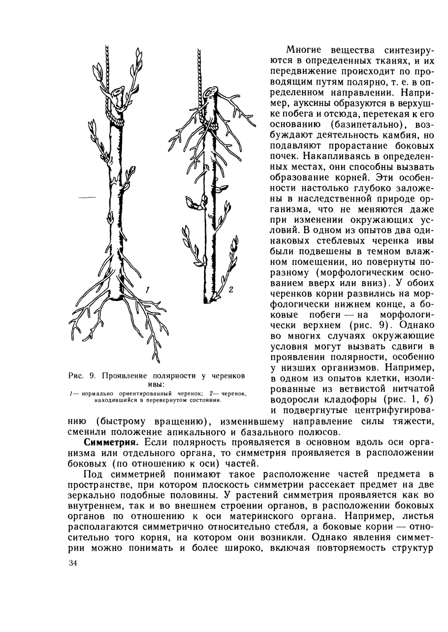 Корни растений