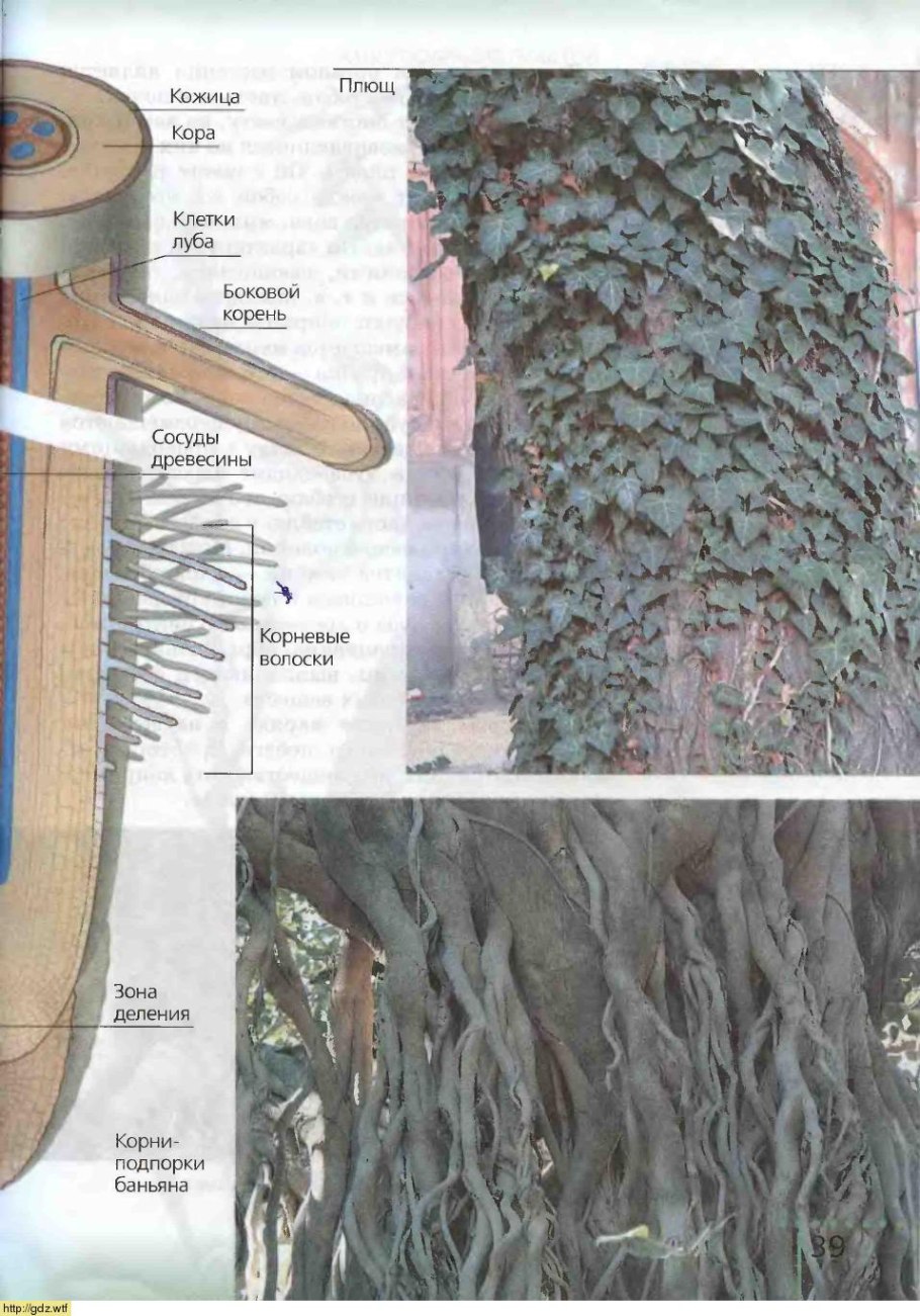 Комнатные цветы со стержневым корнем