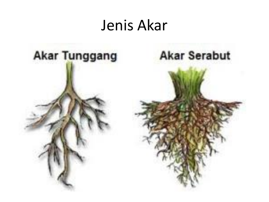 Зоны корня апикальная меристема корня