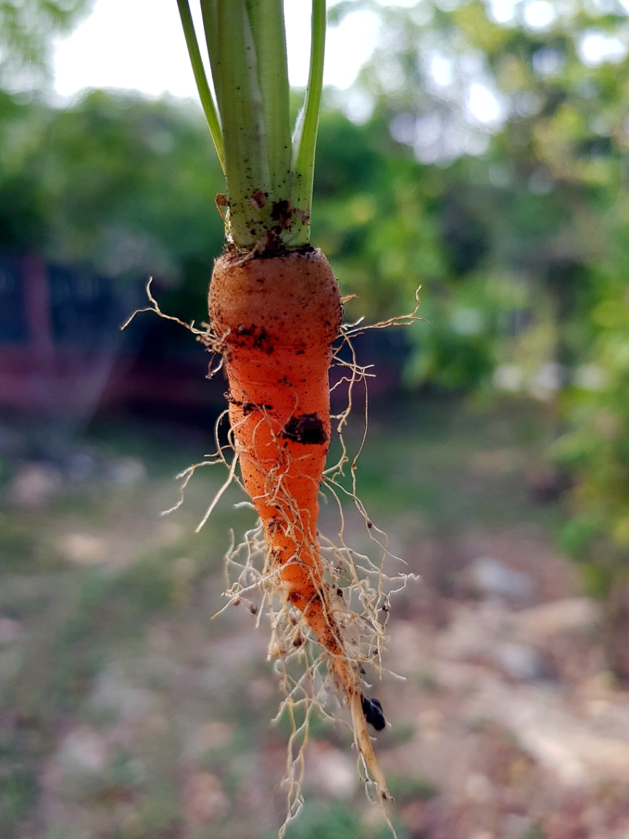 Влияние пикировки на развитие корневой системы
