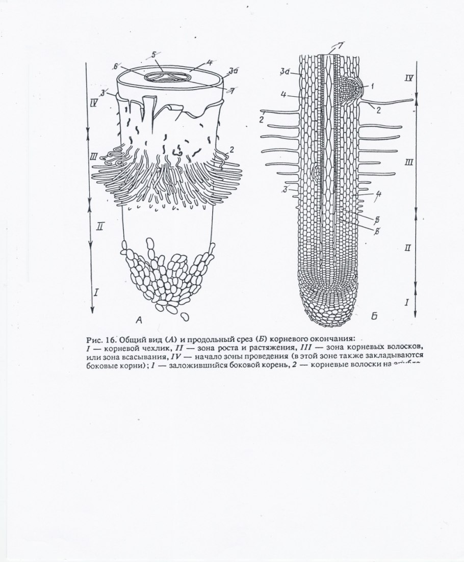 Строение корня 6 класс биология пономарёва