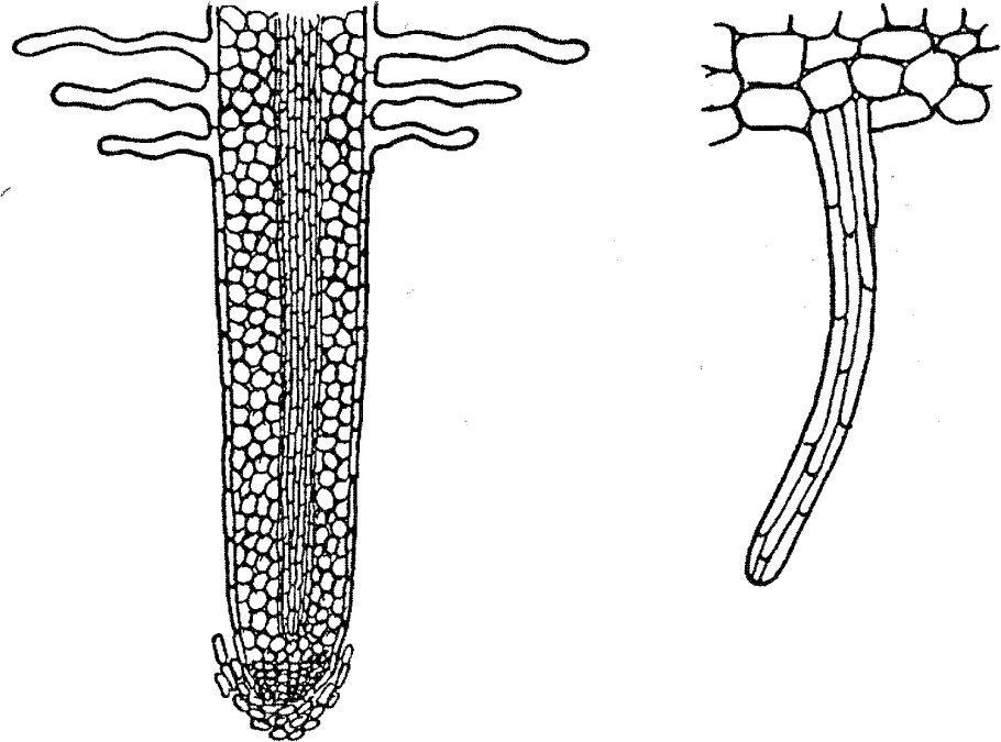 Контрактильные корни лука