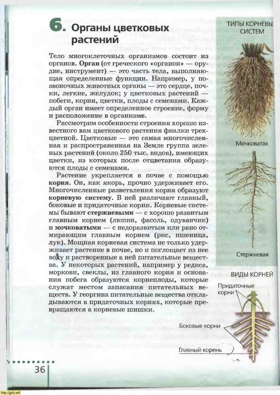 Растения с сторожевой корневой системой