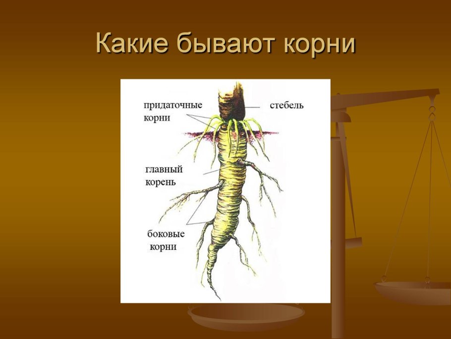 Строение черенка