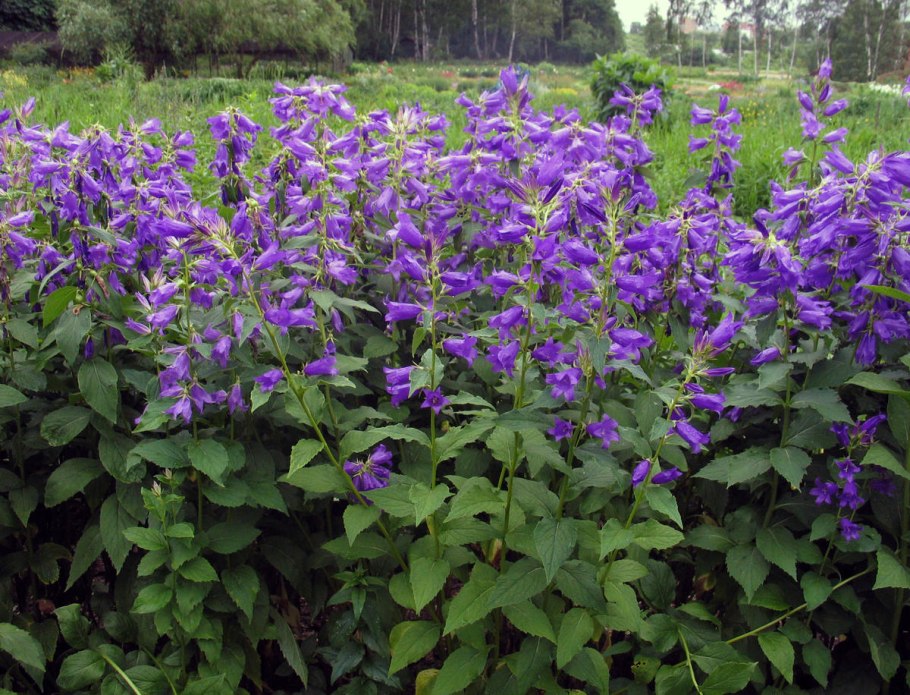 Колокольчик широколистный (Campanula latifolia)