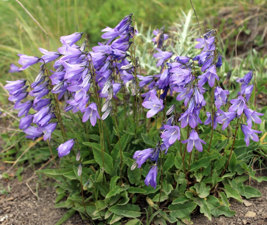 Campanula trachelium