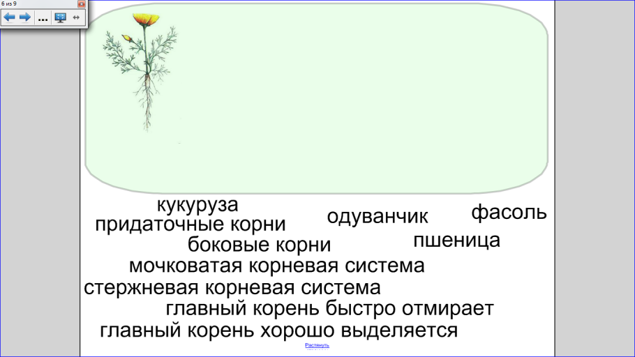 Стержневая мочковая система корны