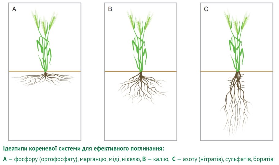 Гербарий злаковых растений рожь