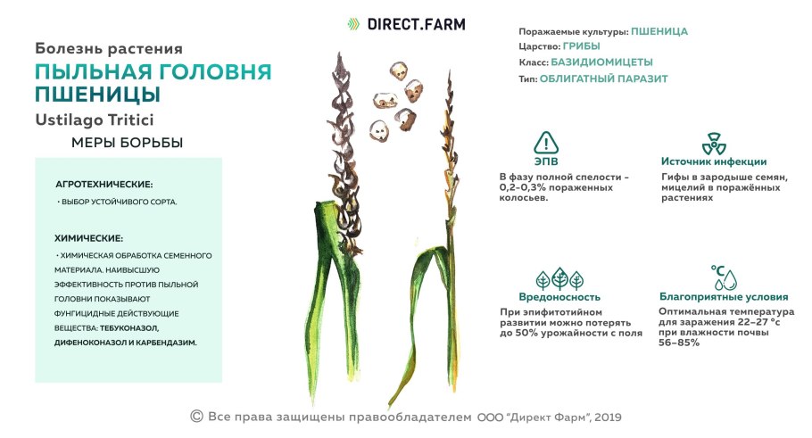 Просо посевной ботаника