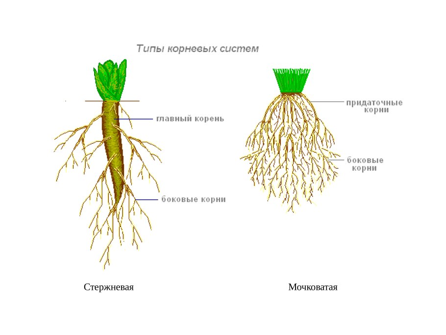 Ginseng root SATOCAO 80