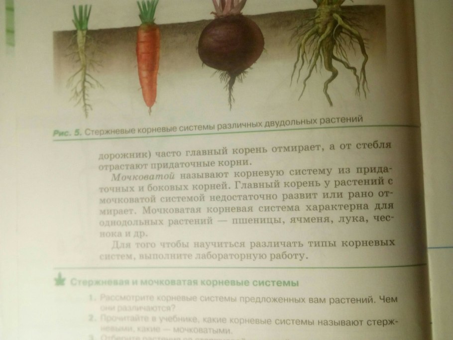 Вторичные корни озимой пшеницы