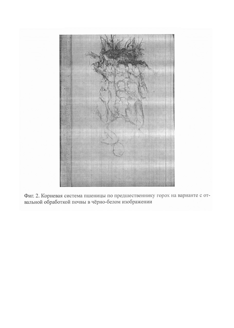 Стержневая и мочковатая корневая система таблица