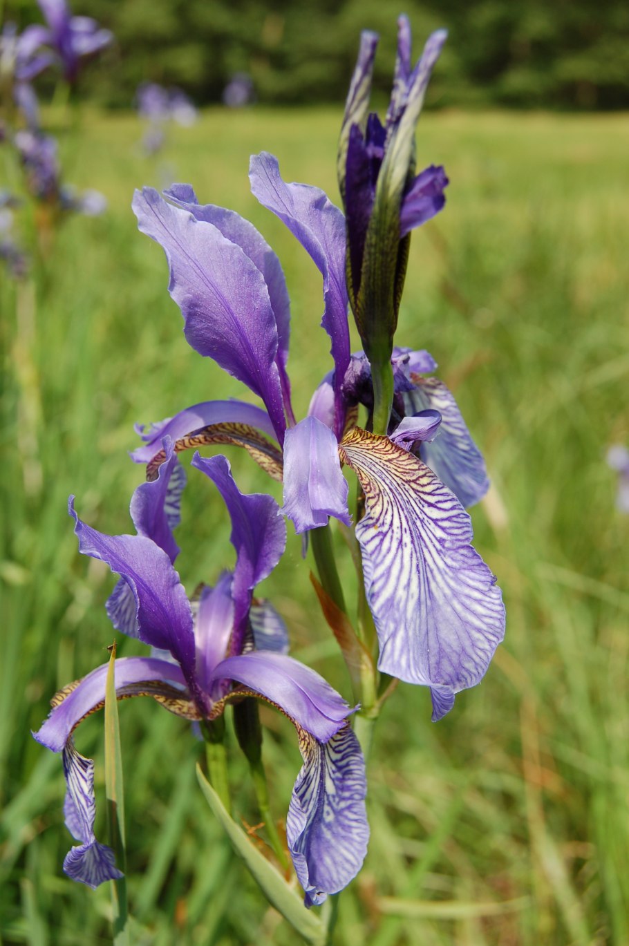 Iris sibirica Mix Ирис