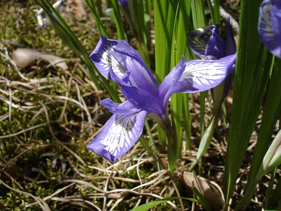 Касатик безлистный