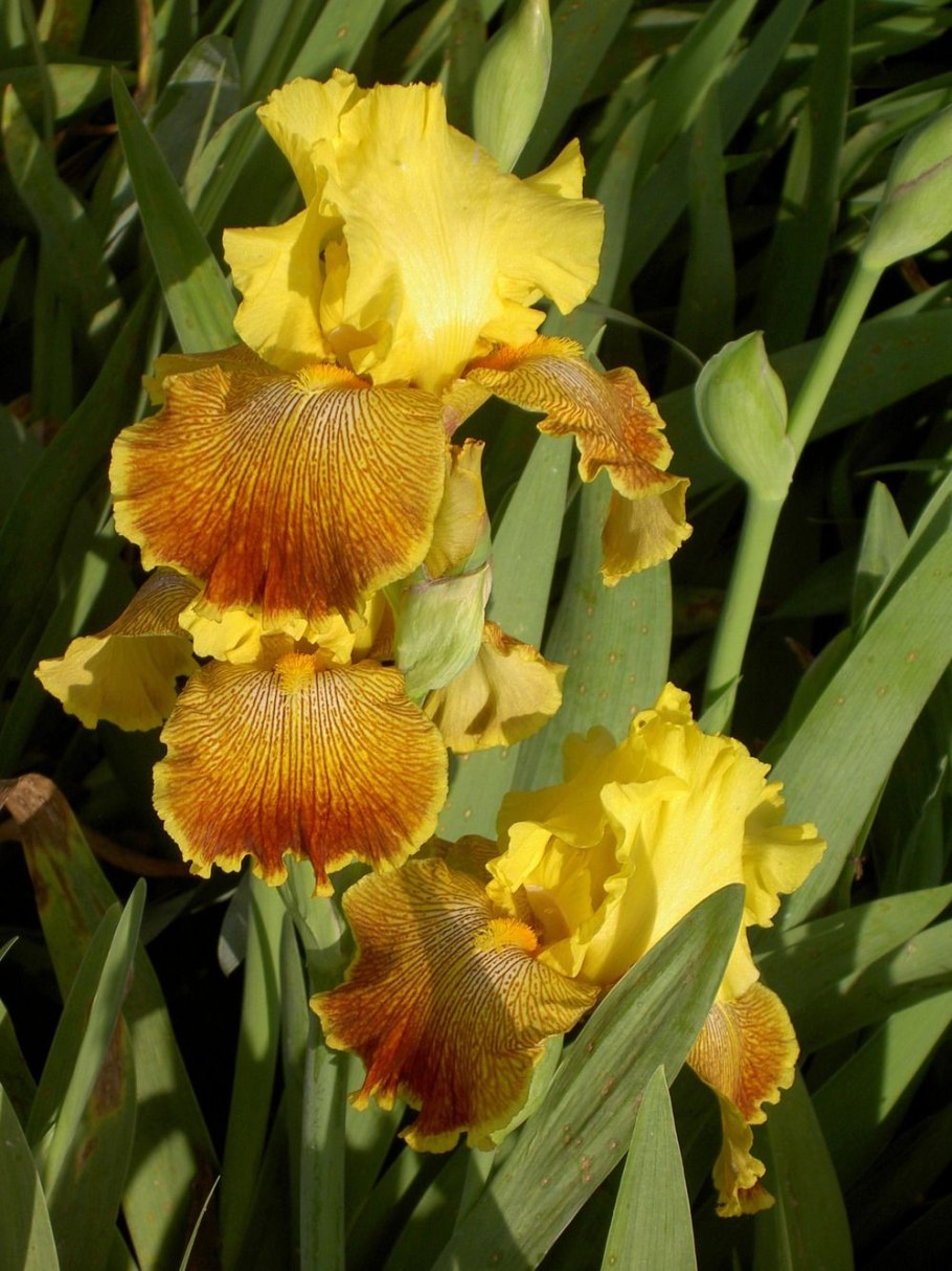 Природный парк Ергаки редкие растения