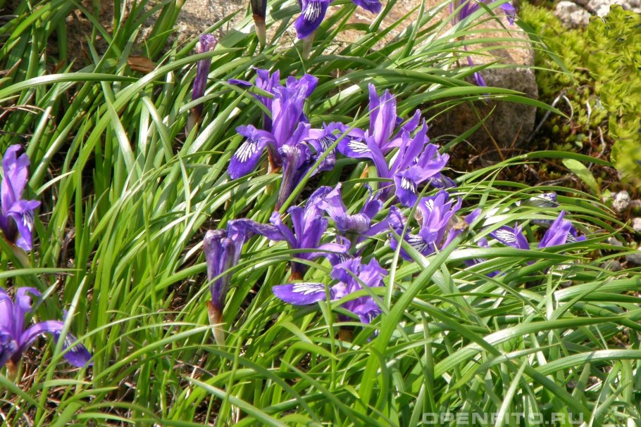 Ирис Касатик Сибирский