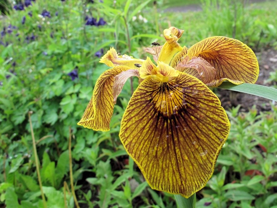 Ирис болотный Берлин Тайгер