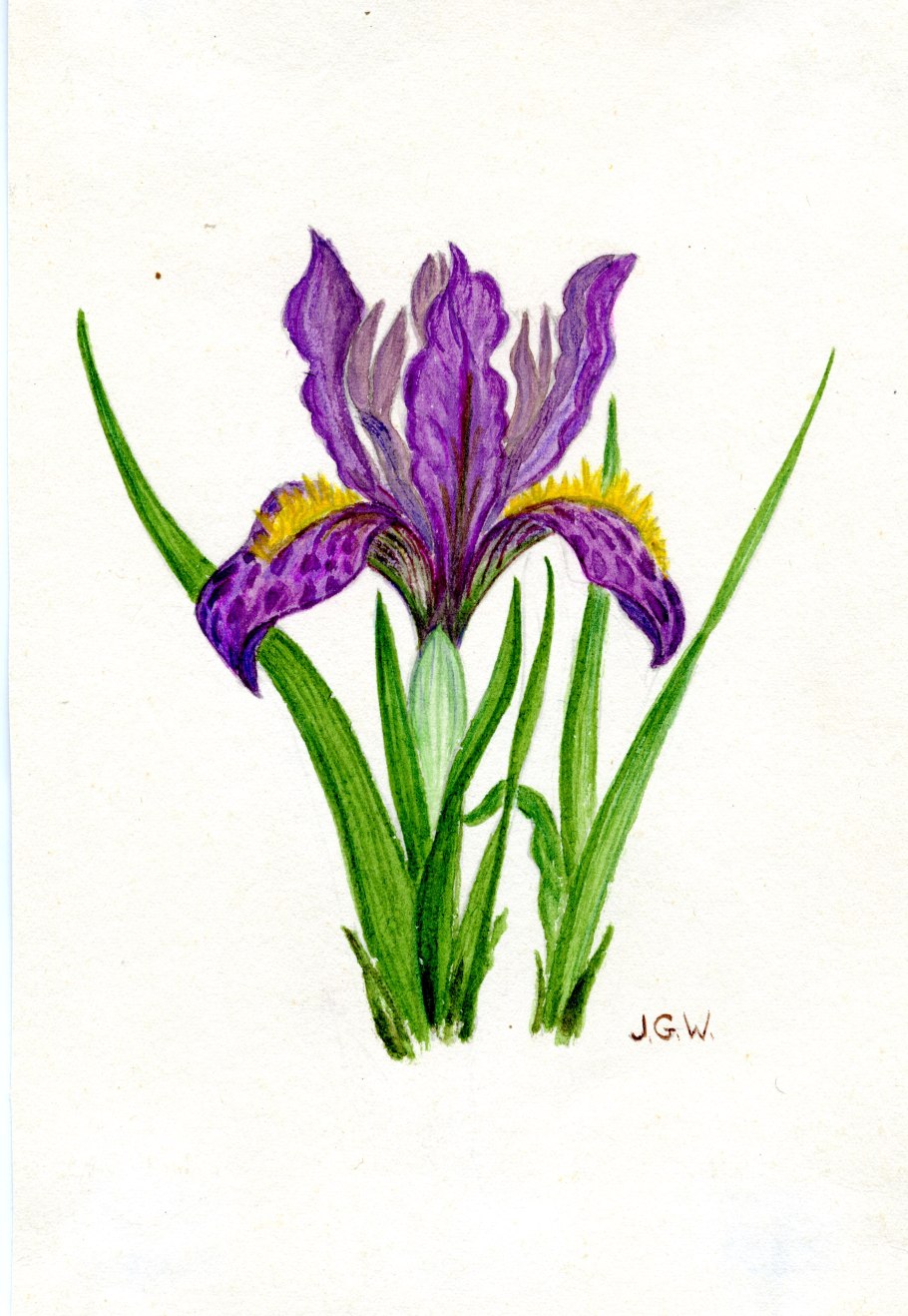 Ирис безлистный Ботаническая иллюстрация