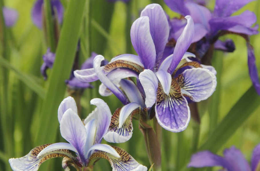 Ирис тигровый Iris Tigridia Bunge