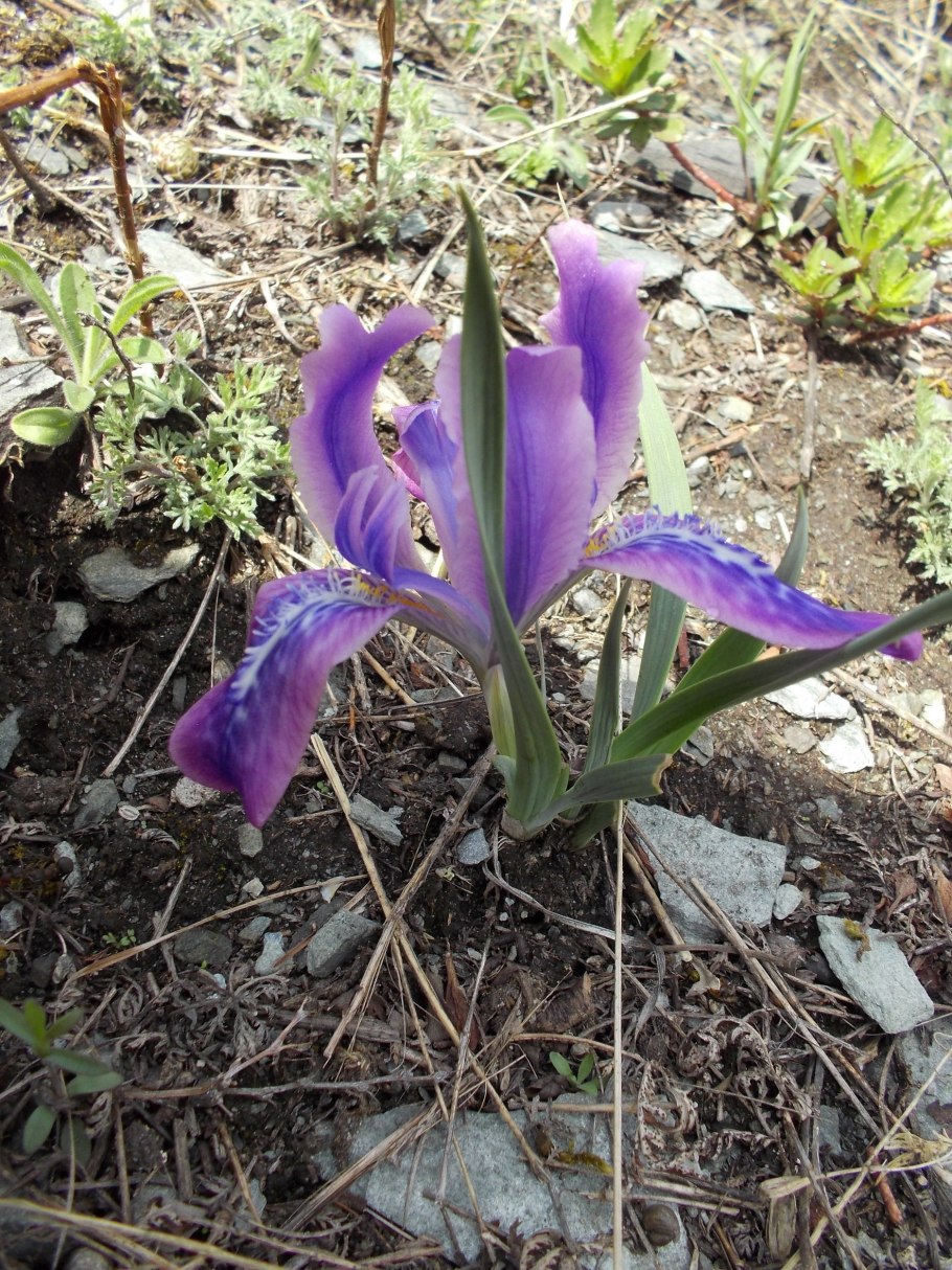 Ирис тигровый