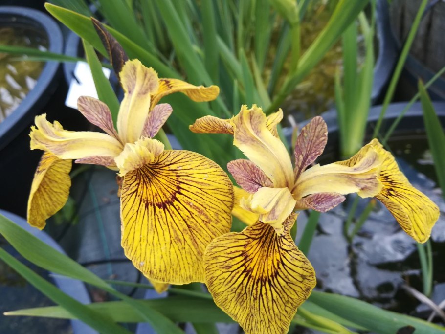 Ирис ложноаирный Берлин Тайгер