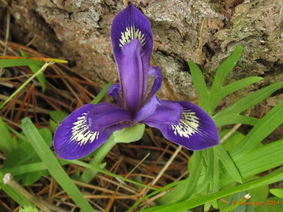 Касатик безлистный описание