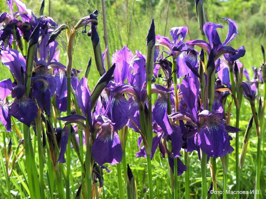 Ирис Сибирский Блю Кинг