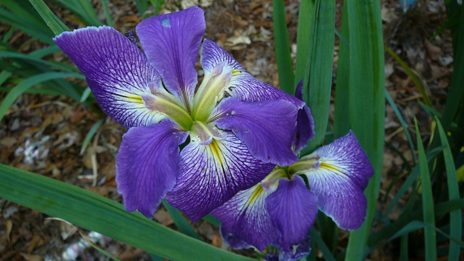 Iris aphylla