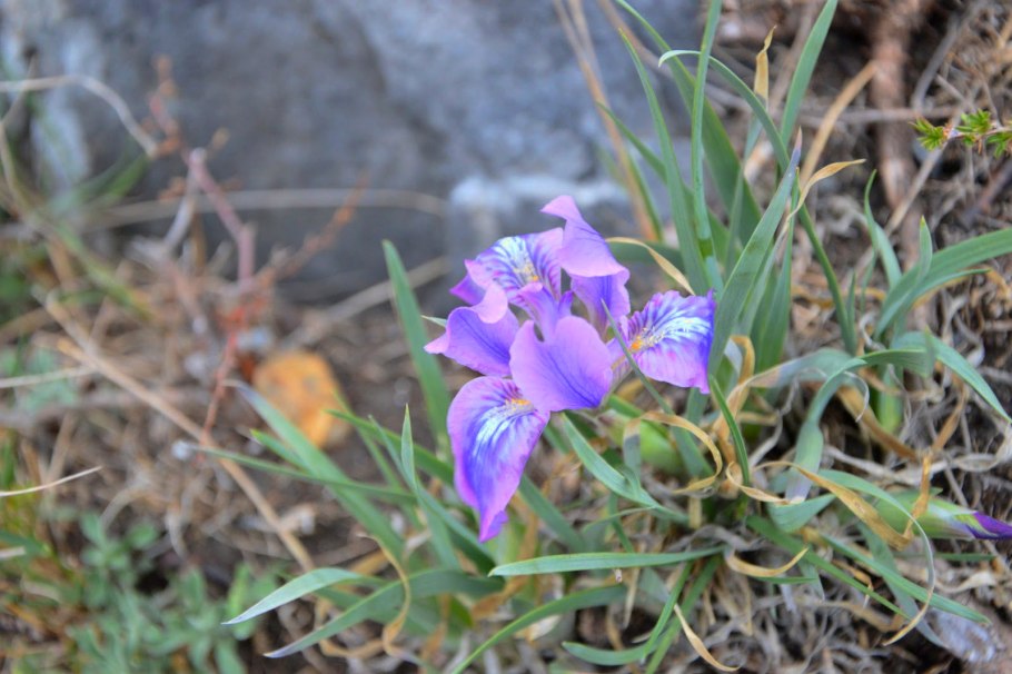 Саяно-Шушенский заповедник Касатик тигровый