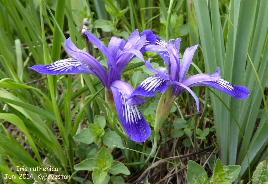 Ирис русский Iris ruthenica
