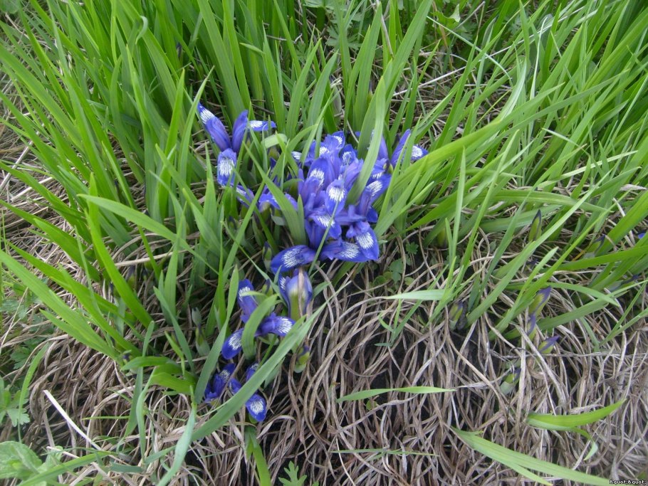 Ирис русский (Касатик)