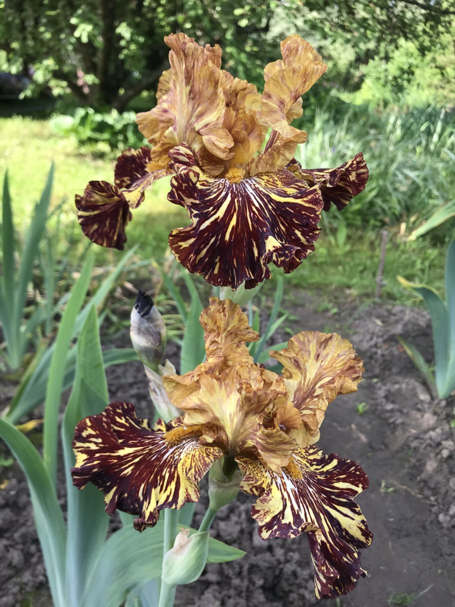 Дикие ирисы