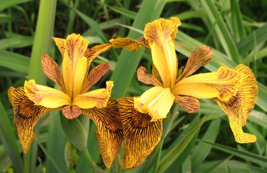 Ирис Касатик тигровый