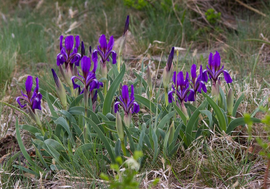 Ирисы reflection of Love