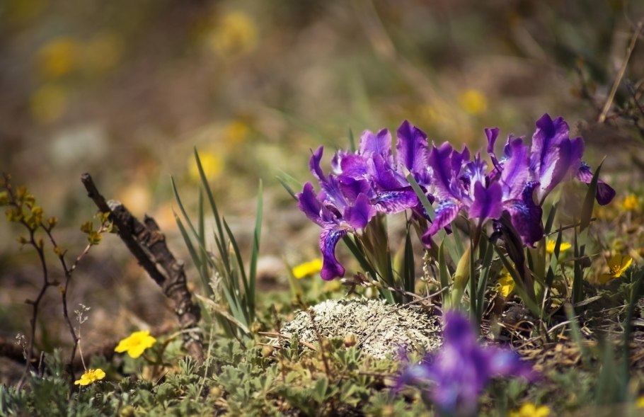 Даурский заповедник Ирис тигровый