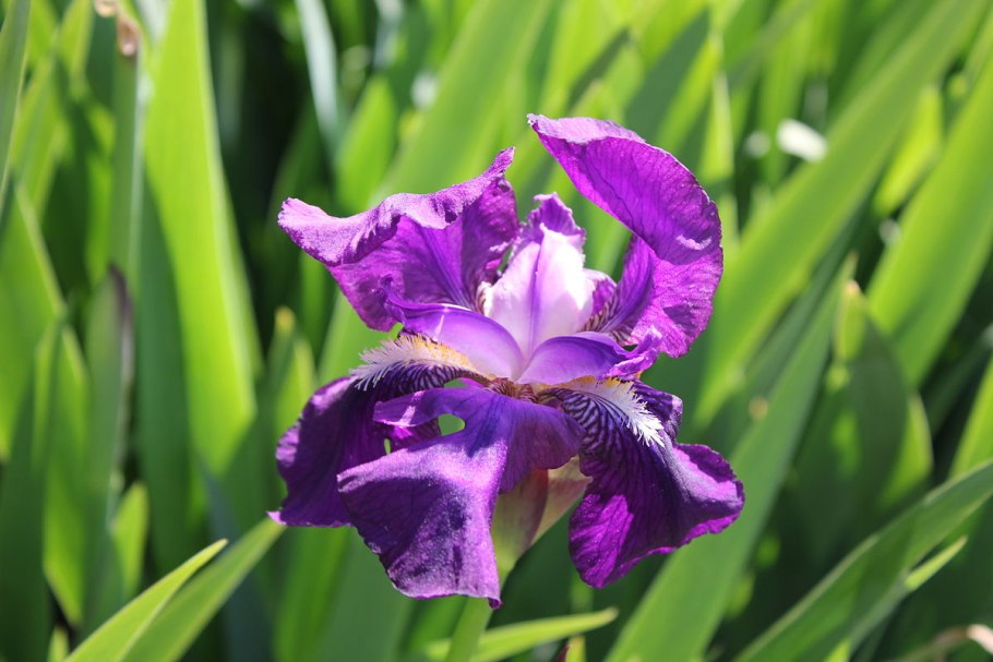 Ирис Форт Апачи