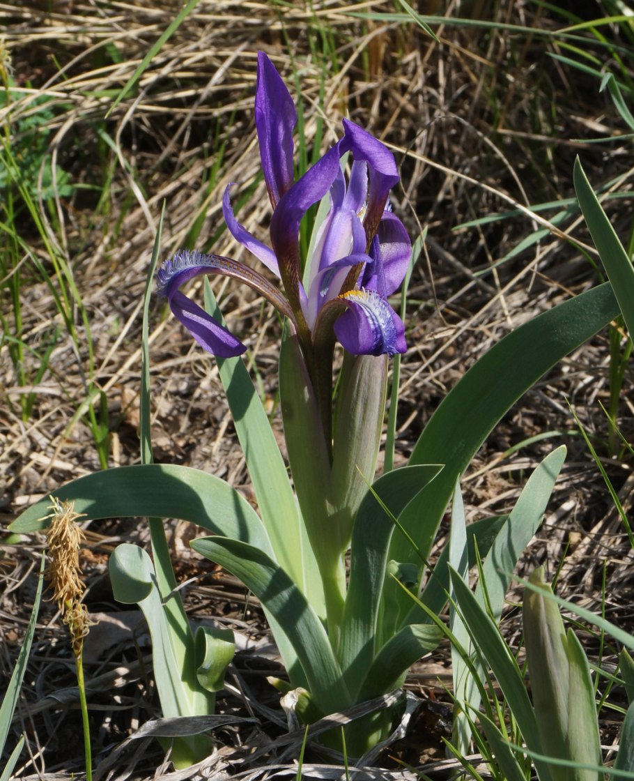 Ирис (Касатик) сизоватый (Iris glaucescens)