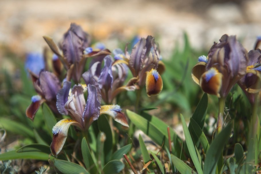 Ирис Сибирский сорт эгоист