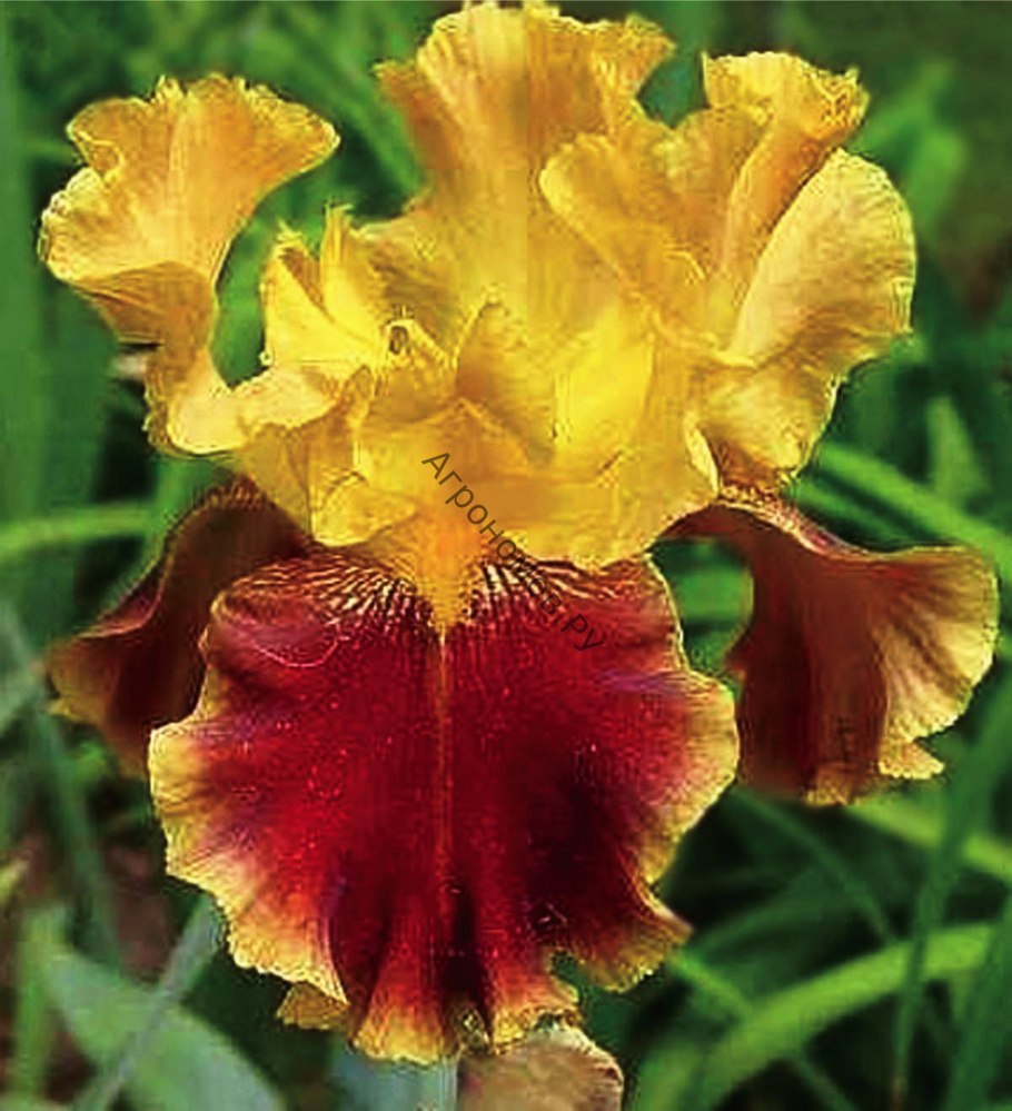 Дальневосточные ирисы